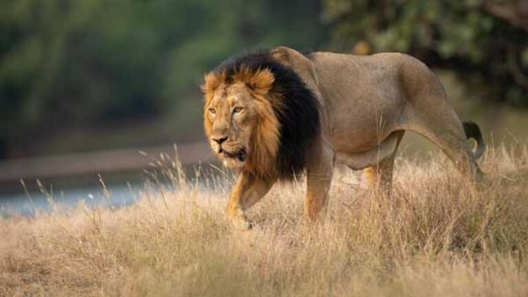 India is becoming the home of lions, the Asiatic lion has been spotted in Barda for the first time since 1879