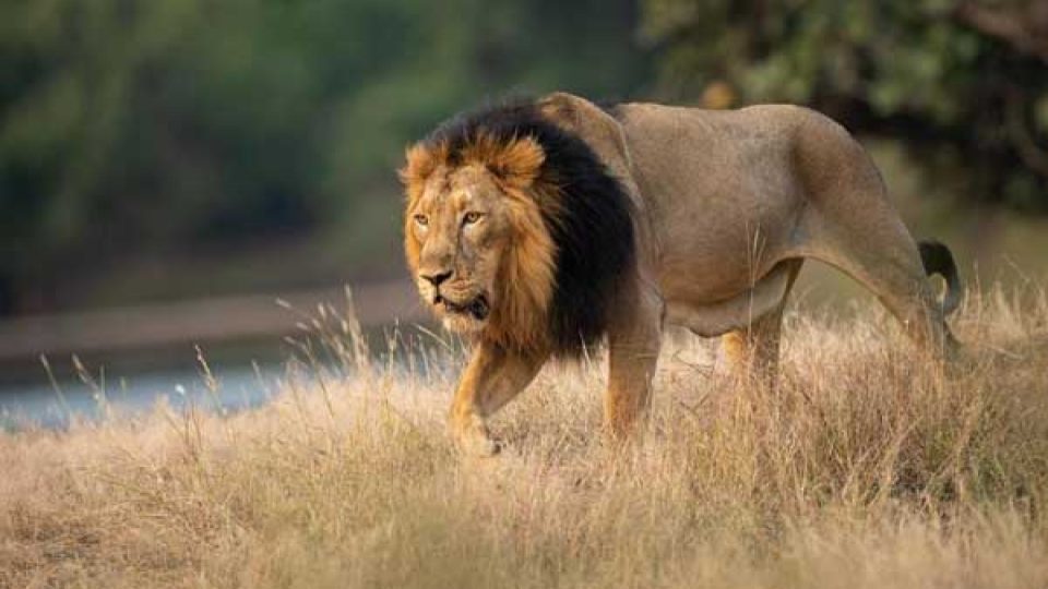 India is becoming the home of lions, the Asiatic lion has been spotted in Barda for the first time since 1879
