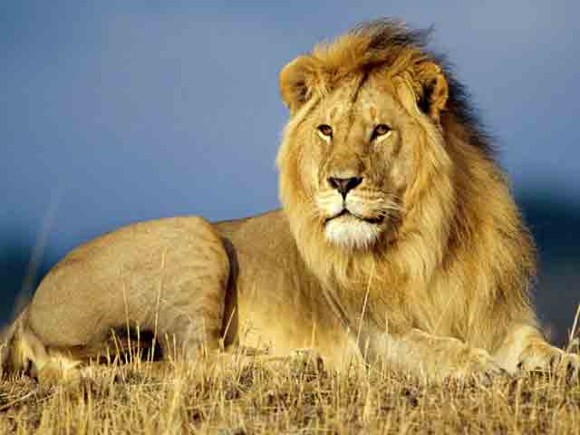 Lion's roar for the first time after independence in Barda sanctuary, forest department's efforts bear fruit