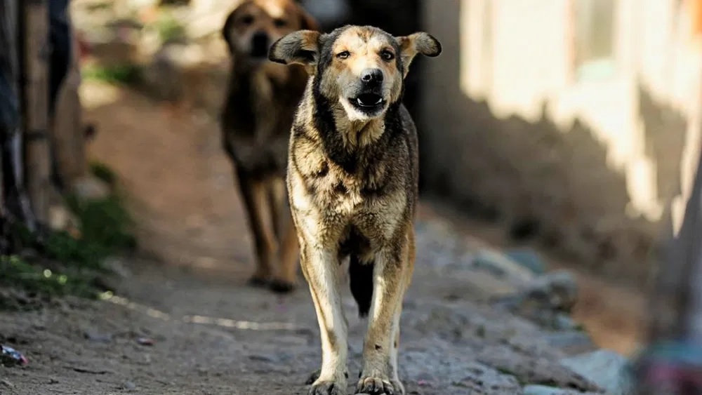 fear-of-stray-dogs-in-gujarat-assault-on-little-girl-bruises-on-cheeks