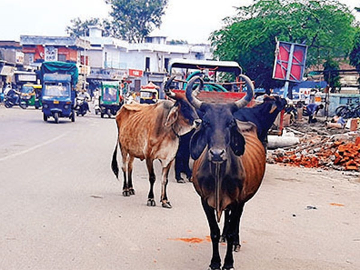 torture-of-stray-cattle-continues-in-vadodara-two-girls-were-hit-and-both-were-seriously-injured