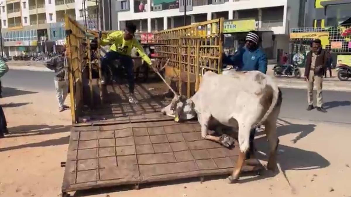 operation-to-catch-stray-cattle-in-vadodara-started-from-early-morning-today-action-intensified-in-four-zones