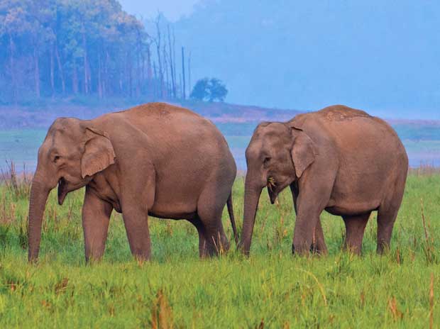 Article 144 was imposed in Ranchi, Jharkhand due to an elephant, know what the whole incident is