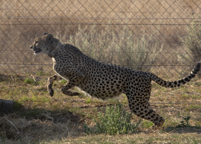 12 Cheetah guests from South Africa had their first taste of food in India
