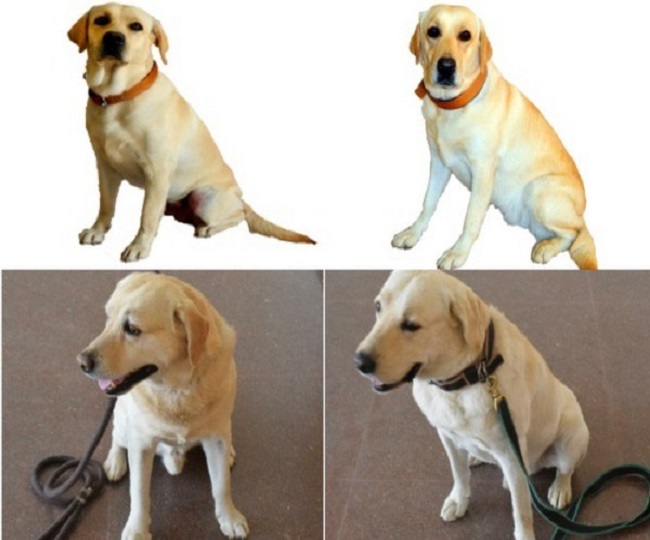 India's Julie, Romeo, Honey and Rambo dog squads with NDRF are saving lives in Turkey