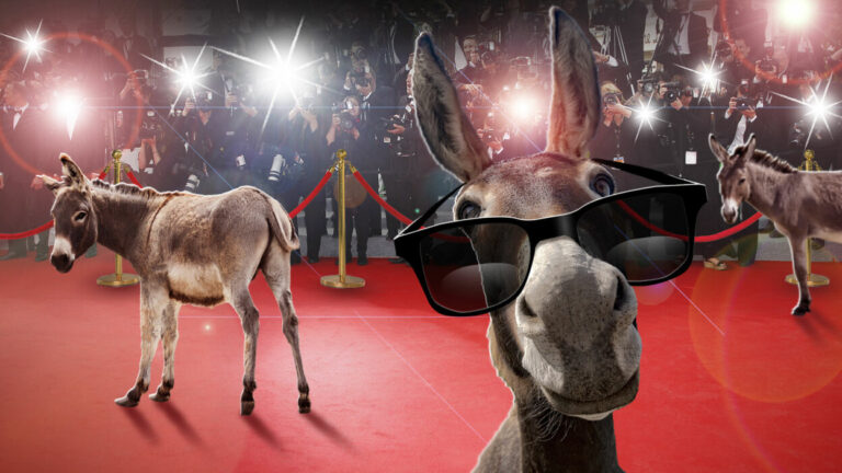donkey-fashion-show-for-the-first-time-in-the-country-donkey-exhibition-and-beauty-pageant-are-being-organized-at-this-place