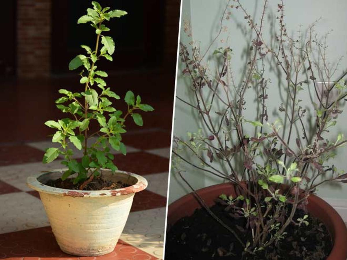 caution-withering-of-basil-is-considered-inauspicious-a-sign-of-bad-days-to-come