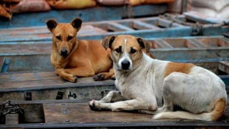 a-five-year-old-boy-was-attacked-and-killed-by-stray-dogs-while-walking-on-the-road-in-hyderabad