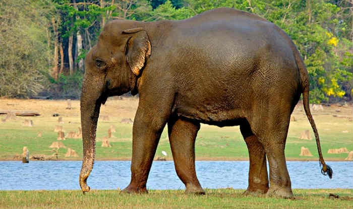 Article 144 was imposed in Ranchi, Jharkhand due to an elephant, know what the whole incident is