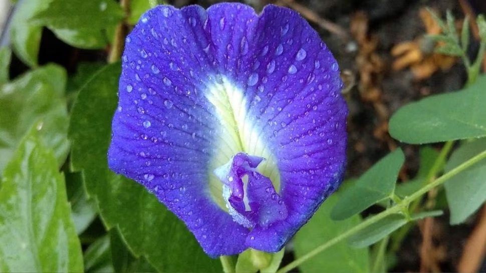 Offer this flower to Goddess Durga on the 9th day of Navratri, your wishes will be fulfilled. Happiness and prosperity will be maintained