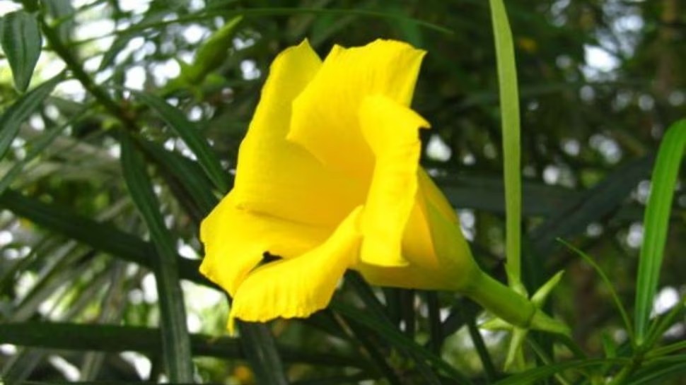 Offer this flower to Goddess Durga on the 9th day of Navratri, your wishes will be fulfilled. Happiness and prosperity will be maintained