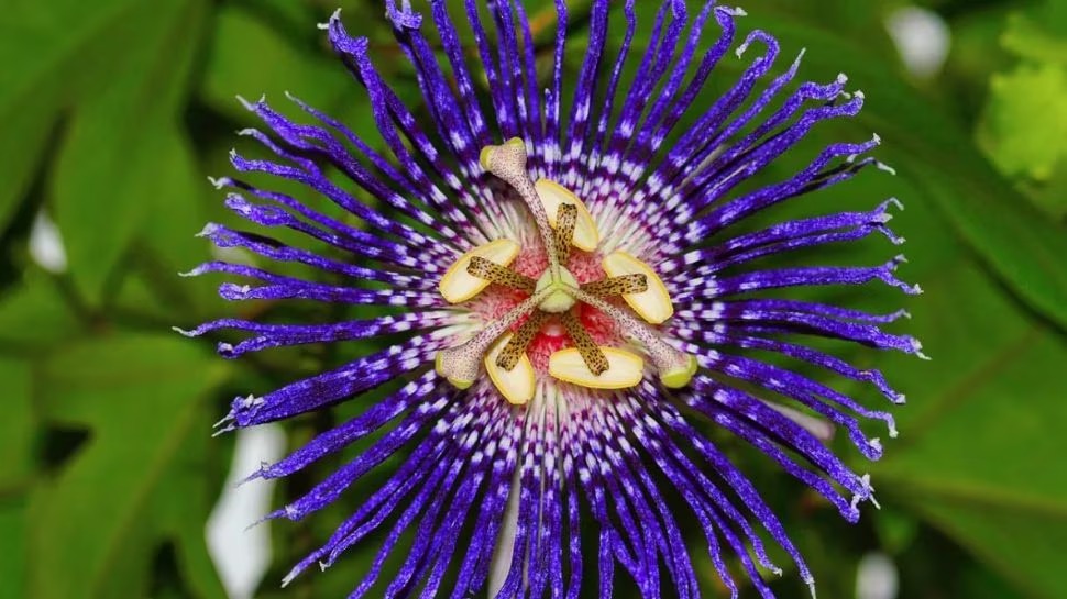 Offer this flower to Goddess Durga on the 9th day of Navratri, your wishes will be fulfilled. Happiness and prosperity will be maintained