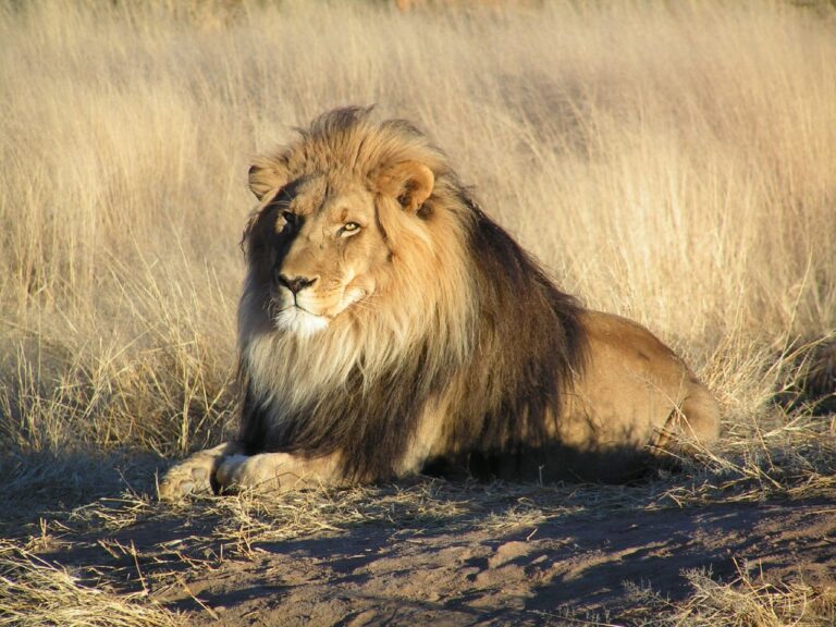 How did 240 lions die in Gujarat in the last 2 years? This big reason came up