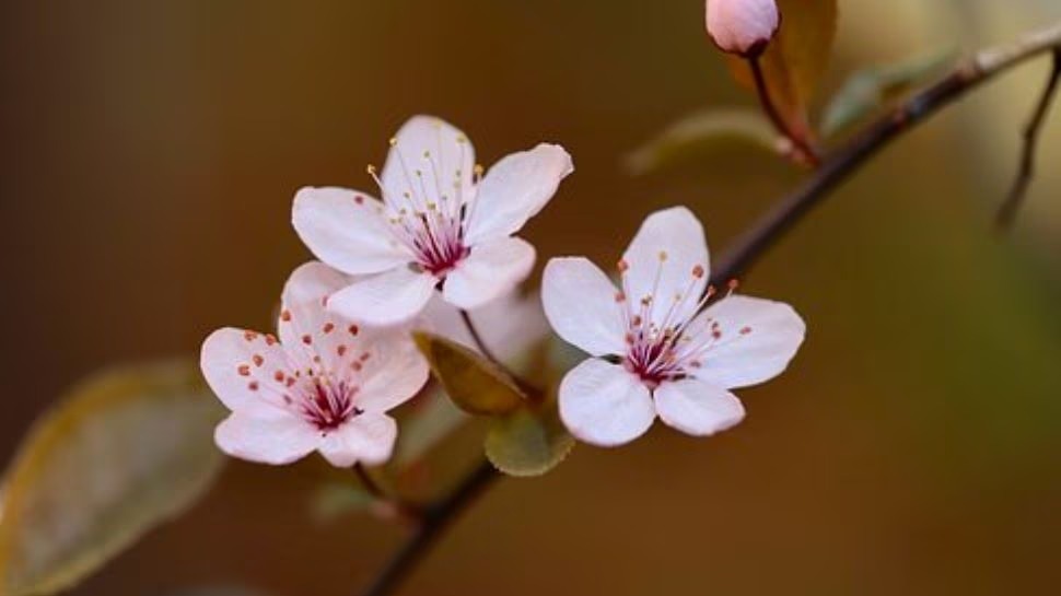 Offer this flower to Goddess Durga on the 9th day of Navratri, your wishes will be fulfilled. Happiness and prosperity will be maintained