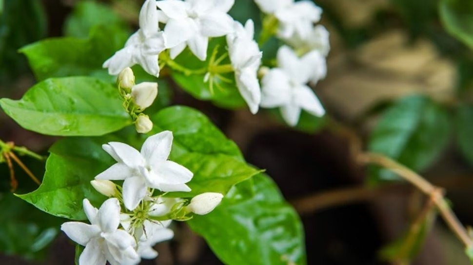 Offer this flower to Goddess Durga on the 9th day of Navratri, your wishes will be fulfilled. Happiness and prosperity will be maintained