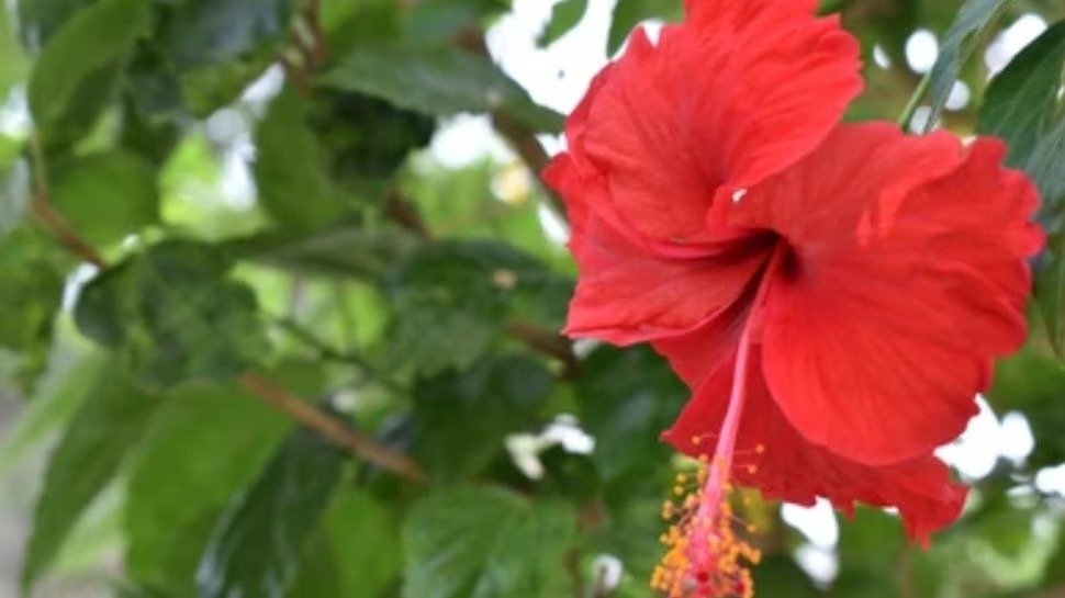 Offer this flower to Goddess Durga on the 9th day of Navratri, your wishes will be fulfilled. Happiness and prosperity will be maintained