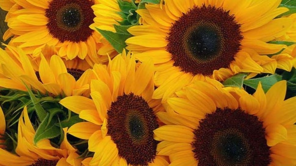 Offer this flower to Goddess Durga on the 9th day of Navratri, your wishes will be fulfilled. Happiness and prosperity will be maintained