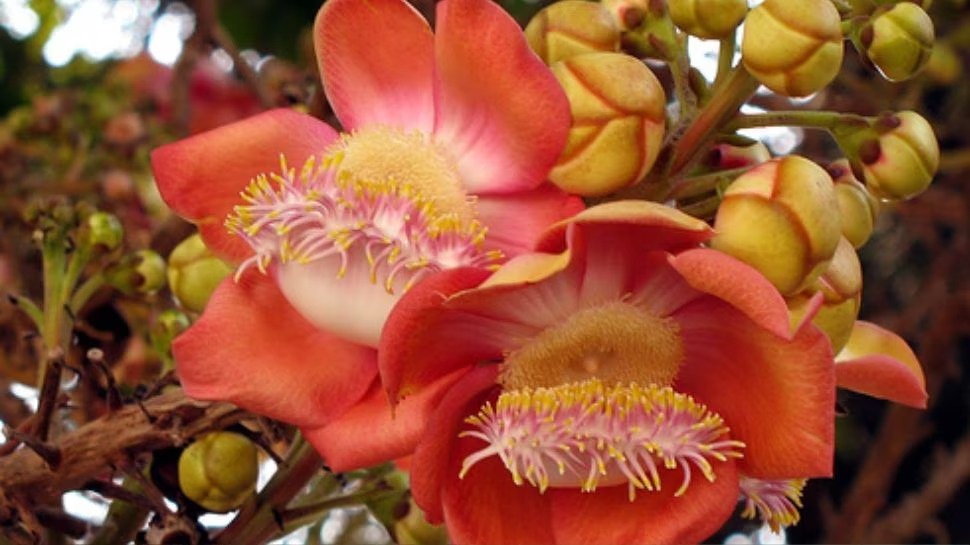 Offer this flower to Goddess Durga on the 9th day of Navratri, your wishes will be fulfilled. Happiness and prosperity will be maintained