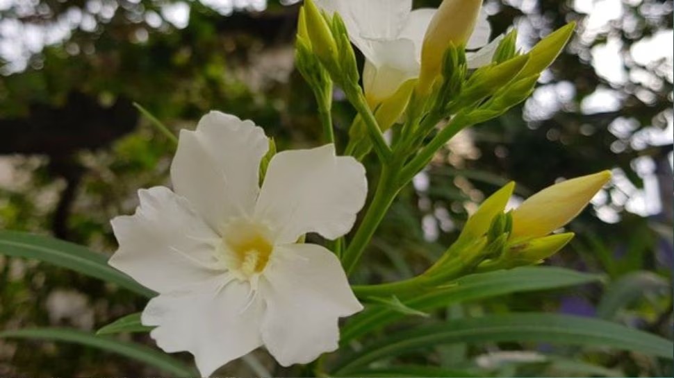 Offer this flower to Goddess Durga on the 9th day of Navratri, your wishes will be fulfilled. Happiness and prosperity will be maintained