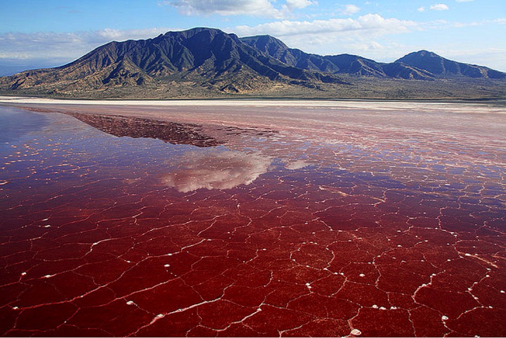 Animals become 'stone' as soon as they go into this lake! Its color is red like blood, it is also very dangerous for humans.