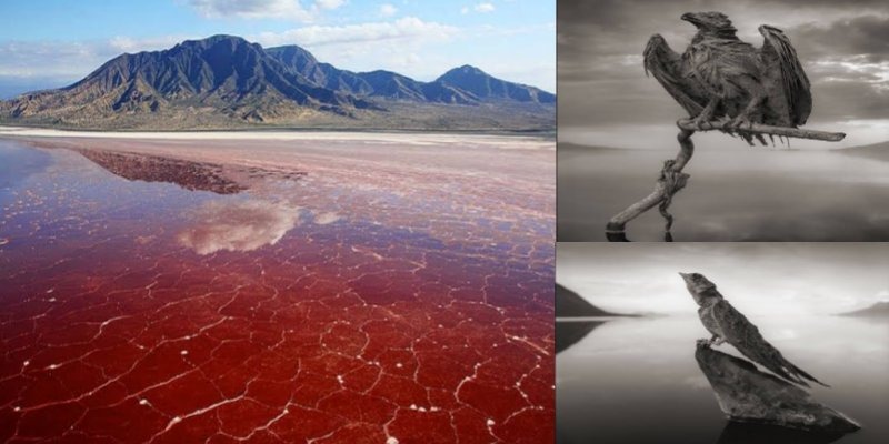 Animals become 'stone' as soon as they go into this lake! Its color is red like blood, it is also very dangerous for humans.