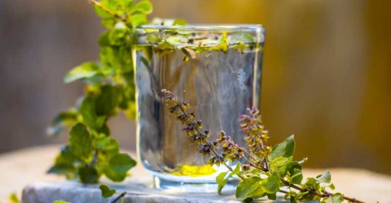 Tulsi Water Benefits: Tulsi water is very beneficial for health! You will be surprised to know!