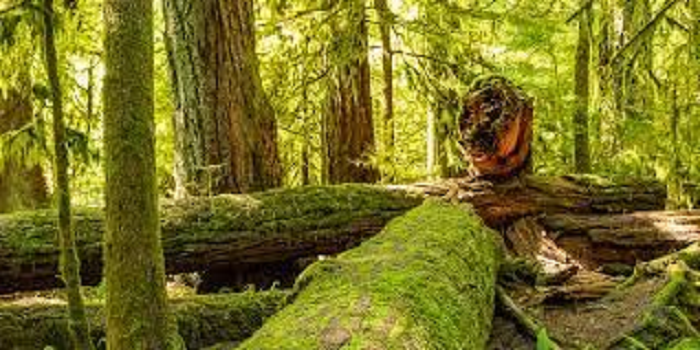 Big tragedy in Maharashtra's Akola! 7 killed, 30 injured when tree fell on tin shed of temple