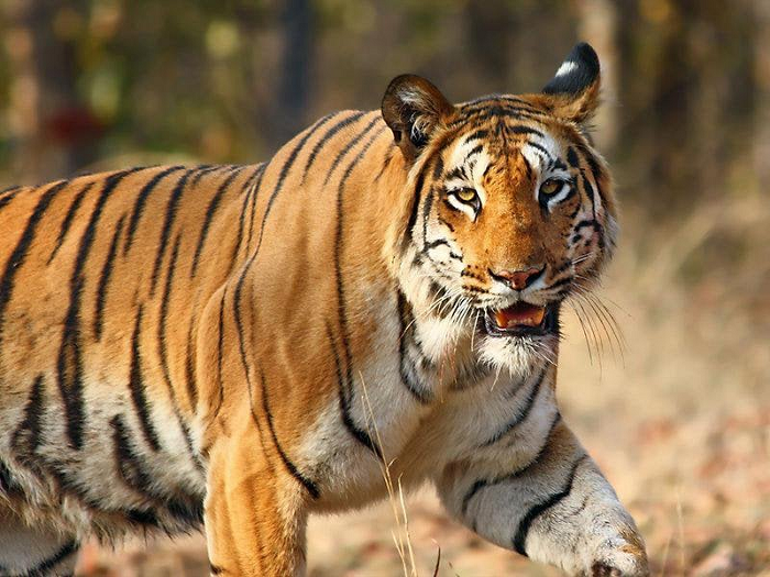 PM Modi to visit Mysore on 50th anniversary of Project Tiger, inaugurate three-day program