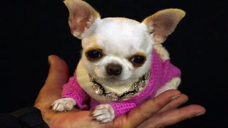 Guinness World Record: This is the smallest dog in the world, whose size is only one dollar, it will fit in a purse