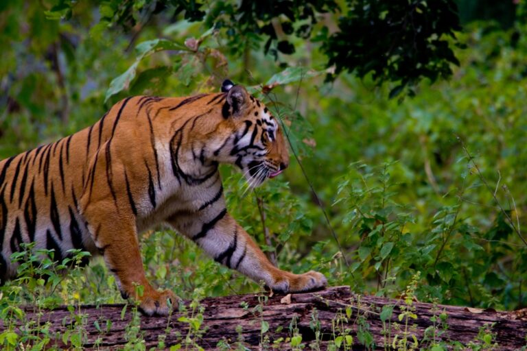 Tiger Reserves in India: If you want to see tigers up close, visit these 5 tiger reserve parks