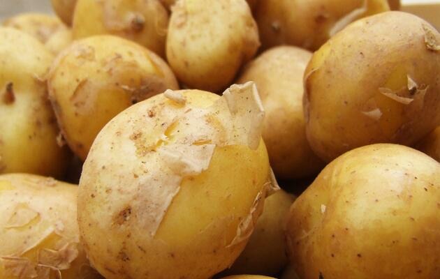 The world's most expensive potato, sold only 10 days a year, can be bought for gold for a kilo