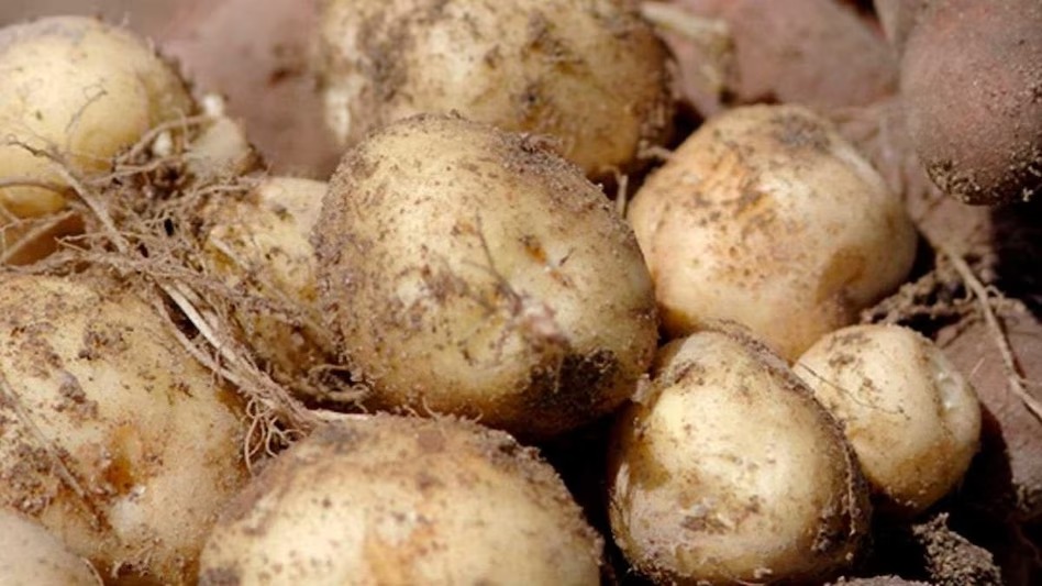The world's most expensive potato, sold only 10 days a year, can be bought for gold for a kilo