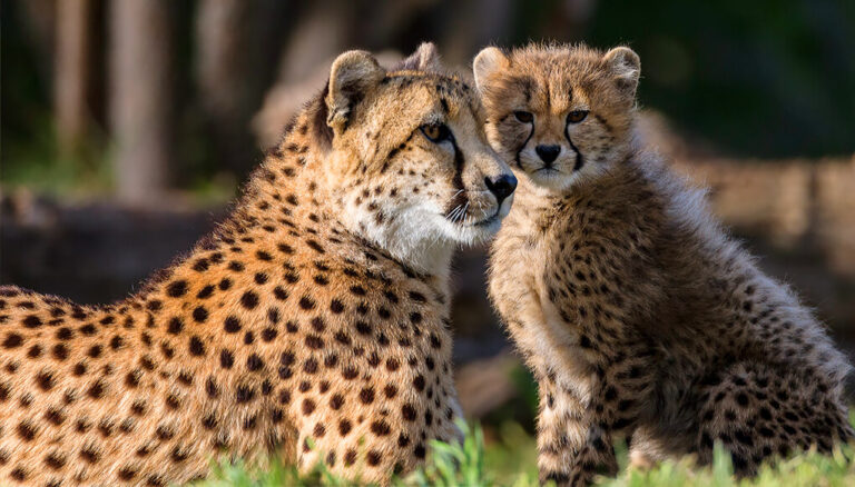 Cheetah Sighting: These 5 national parks of the world are popular for cheetah viewing
