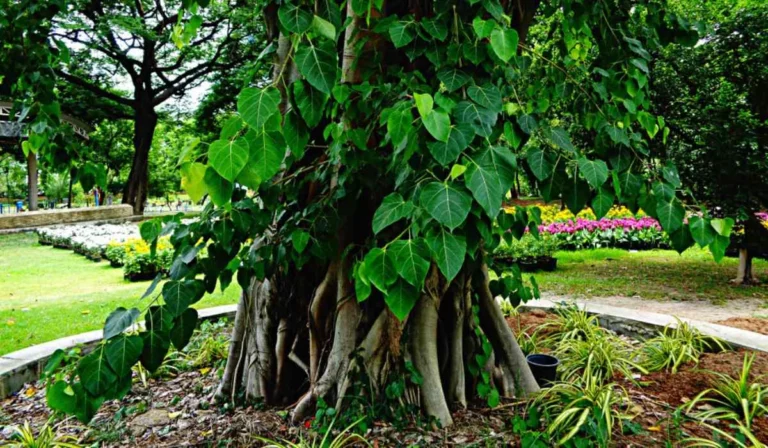 Know why the Peepal tree is revered, by worshiping the Peepal tree one gets the grace of Lord Shani