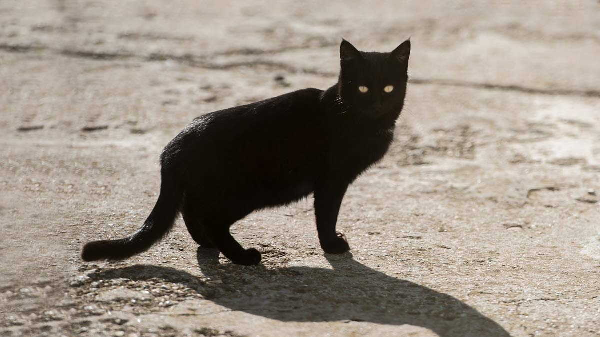 Is it really bad luck to cross a cat's path, why is it associated with bad luck, this is the real reason behind the superstition