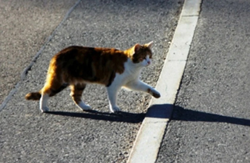 Is it really bad luck to cross a cat's path, why is it associated with bad luck, this is the real reason behind the superstition