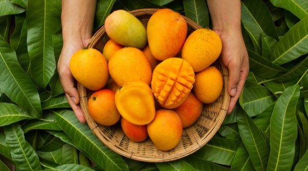 Is eating mango good for diabetics? Know how much should be