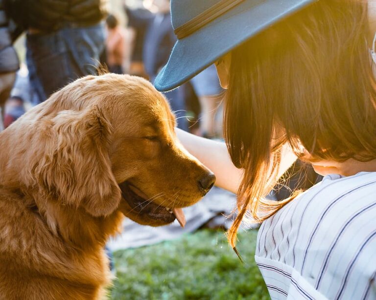 A golden retriever breed dog changed the fortune of a cleaning lady, earning 8 crores per year