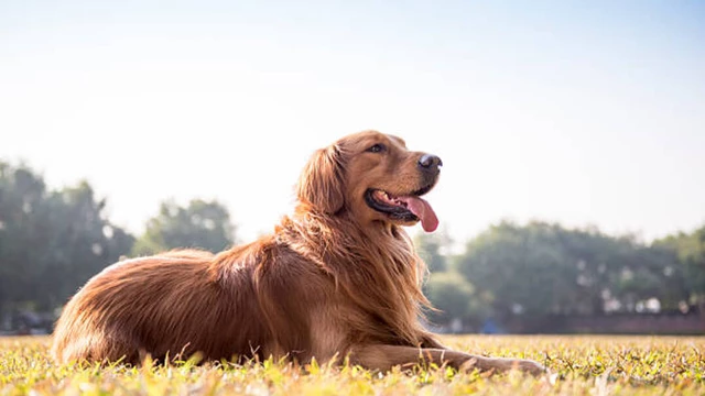 A golden retriever breed dog changed the fortune of a cleaning lady, earning 8 crores per year