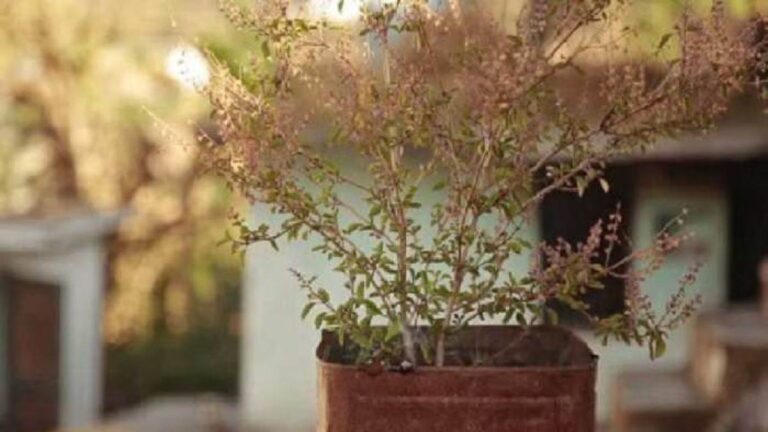 A dry basil plant can also fill an empty vault, know the correct day and rules for digging