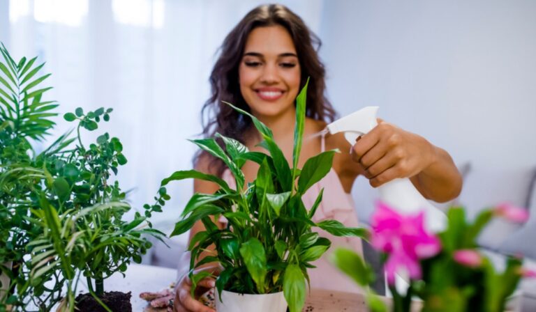 If you want to remove the lack of money, then plant these four plants at home