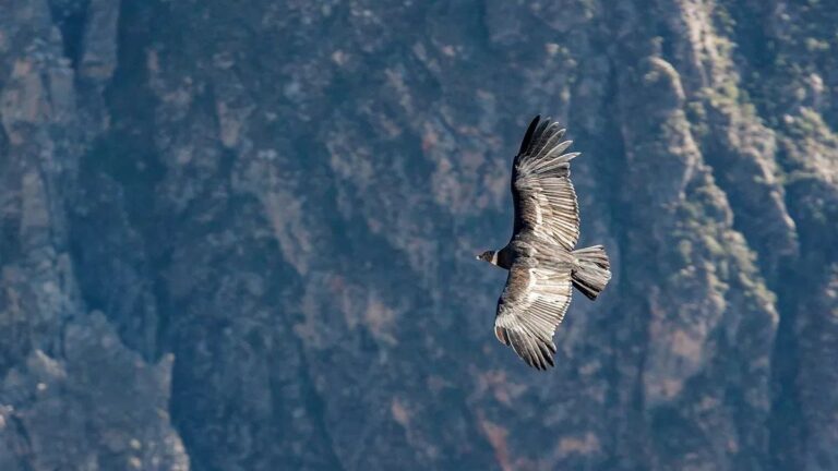 This 16 kg bird flies for 150 km without flapping its wings, know what else is special about it