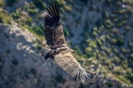 This 16 kg bird flies for 150 km without flapping its wings, know what else is special about it
