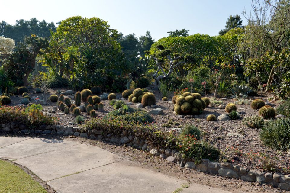 Asia's largest cactus garden is in Haryana, know why it is special