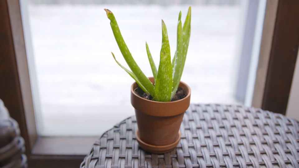 Aloe vera plant removes obstacles to progress, know these rules before planting