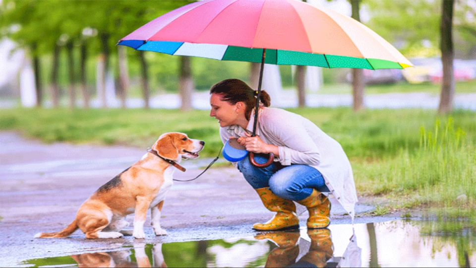 Monsoon Travel Tips: If you are planning to travel with your pet in the rain, then keep these things in mind