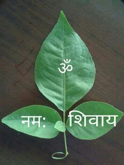 Plant even one of these plants in the lawn, Maa Lakshmi will always be there in the house, you will get immense happiness and prosperity