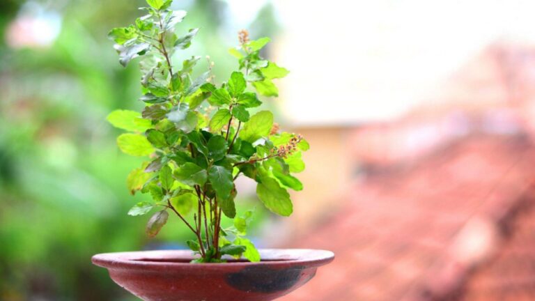 This remedy of Tulsi will bring happiness in your life, open the path of progress