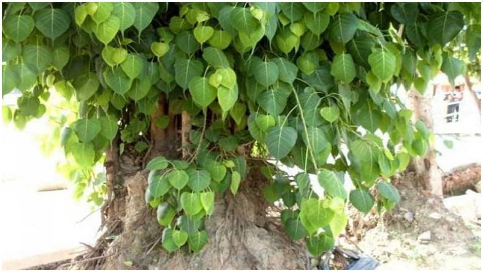 Pipal tree has grown in the house? Do not take tension, if you remove it in this way, you will not feel any Vastu Dosh