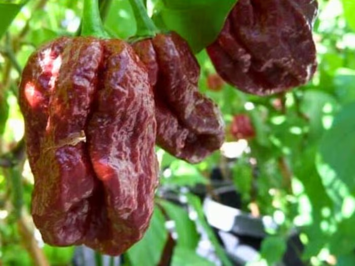 The 6 hottest chillies in the world, which you should be afraid to touch, grow only in India.